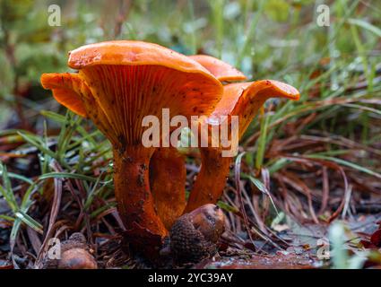 Funghi Foto Stock