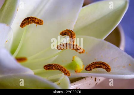 Scatti fotografici macro di un ippeastro con filamenti bianchi e aneri prominenti che trasportano polline Foto Stock