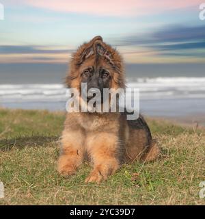 cucciolo di cane pastore tedesco disteso sulla spiaggia Foto Stock