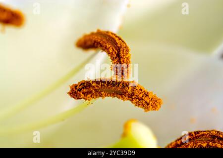 Scatti fotografici macro di un ippeastro con filamenti bianchi e aneri prominenti che trasportano polline Foto Stock