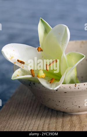 Scatti fotografici macro di un ippeastro con filamenti bianchi e aneri prominenti che trasportano polline Foto Stock