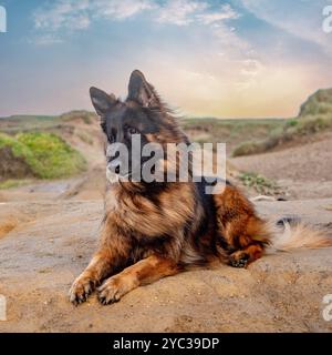 il pastore tedesco sdraiato sulla spiaggia al tramonto Foto Stock