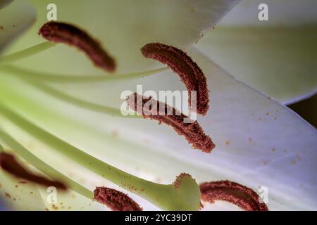 Scatti fotografici macro di un ippeastro con filamenti bianchi e aneri prominenti che trasportano polline Foto Stock