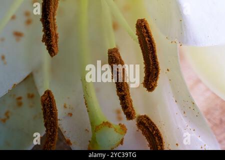 Scatti fotografici macro di un ippeastro con filamenti bianchi e aneri prominenti che trasportano polline Foto Stock