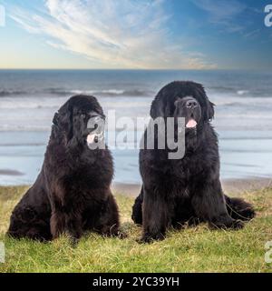 due terreni di campagna seduti sulla spiaggia Foto Stock
