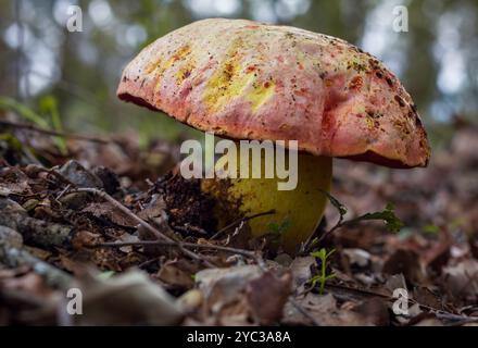 Vecchio fungo Rose Bolete Foto Stock