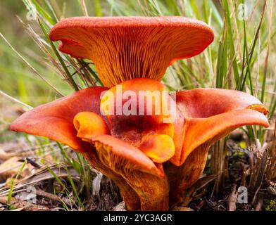 Funghi Foto Stock