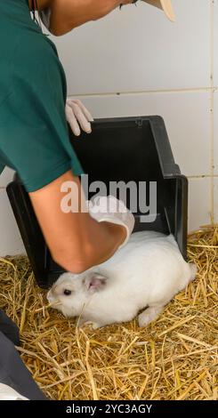 Jacob del personale veterinario sta catturando conigli domestici. Questi poveri conigli sono collocati nelle stanze di riabilitazione degli uccelli rapaci prima del BI Foto Stock