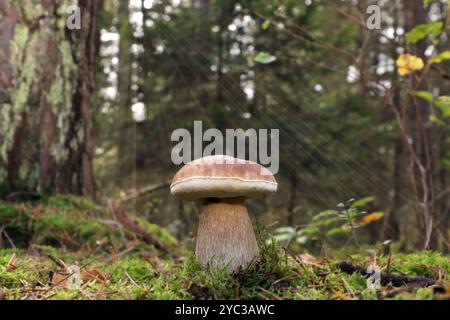 Il fungo commestibile selvatico boletus edulis, noto anche come cep, penny bun, porcino o porcini, cresce nella foresta i raggi di luce del sole penetrano Foto Stock