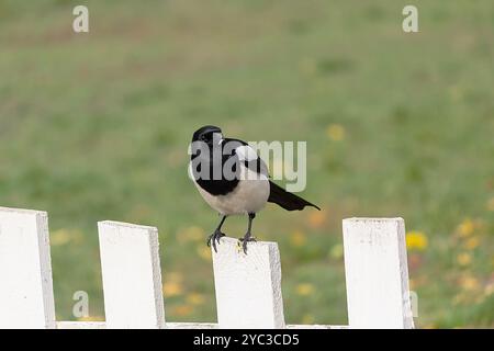 Magpie in bianco e nero sul recinto rustico. Uccelli Foto Stock