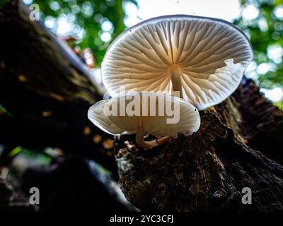 Due funghi traslucidi si vedono crescere su un albero. È autunno, il che significa che ci sono funghi nelle foreste e nei parchi nazionali di tutti i Paesi Bassi. Ci sono circa 5.250 specie di funghi nei Paesi Bassi. Molte di queste sono minacciate seriamente e circa 200 specie si sono estinte nei Paesi Bassi negli ultimi decenni. È la stagione perfetta per scattare foto della natura e godersi la caccia ai funghi. (Foto di Ana Fernandez / SOPA Images/Sipa USA) Foto Stock