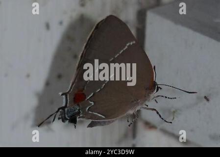 White M Hairstreak (Parrhasius m-album) Insecta Foto Stock