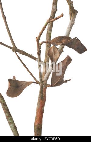 primo piano di foglie secche scolorite e disidratate sul ramo dell'albero a causa della siccità mancanza di acqua sfondo bianco isolato Foto Stock