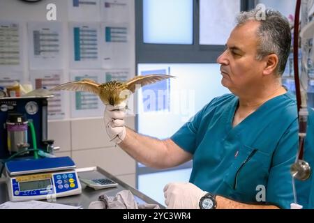 membro del personale veterinario, sta esaminando un frumento di mais appena ammesso (Crex crex aka صفرد corncrake o landrail ) per individuare lesioni o problemi di salute di Foto Stock