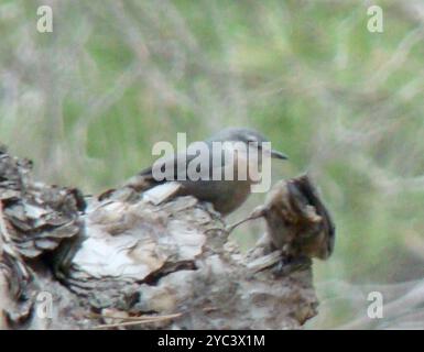 Nuthatch di Krüper (Sitta krueperi) Aves Foto Stock