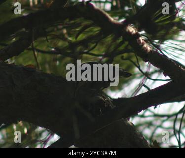 Nuthatch di Krüper (Sitta krueperi) Aves Foto Stock