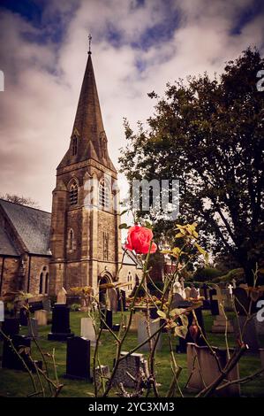 L'ultima rosa dell'estate al cimitero di St Nicholas a Wrea Green, Preston, Regno Unito Foto Stock