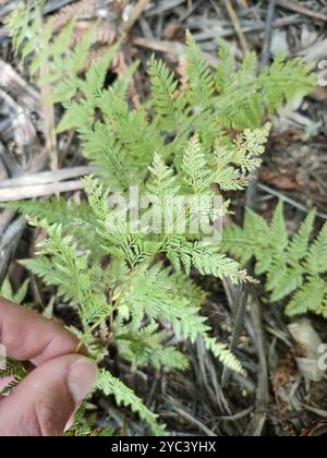 Felce dura (Paesia scaberula) Plantae Foto Stock