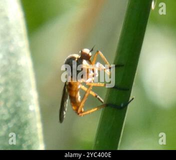 (Empis livida) Insecta Foto Stock