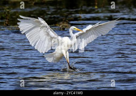 Un grande egret bianco (ardua alba) vola dentro Foto Stock