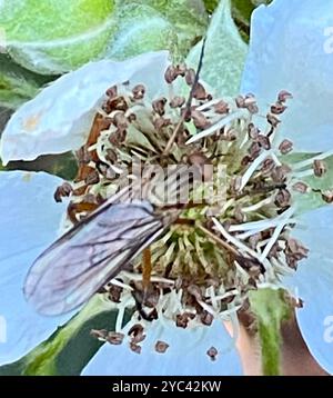 (Empis livida) Insecta Foto Stock