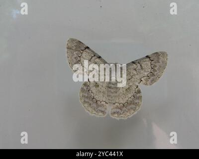 White Looper Moth (Pingasa chlora) Insecta Foto Stock