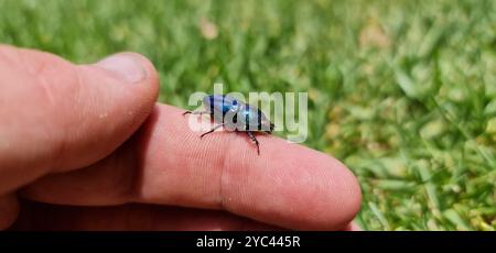 Golden Stag Beetle (Lamprima aurata) Insecta Foto Stock