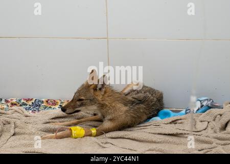 Giovane sciacallo dorato ospedaliero (Canis aureus) fotografato all'Israeli Wildlife Hospital, Ramat Gan, Israele Foto Stock