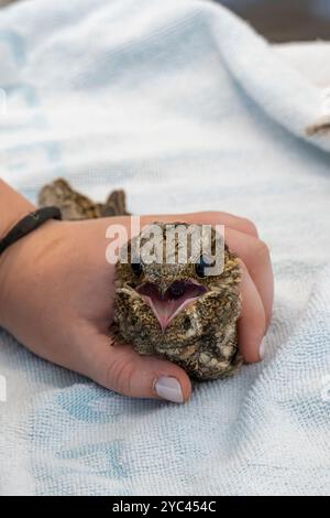 Il personale medico veterinario sta alimentando un nightjar europeo ricoverato in ospedale (Caprimulgus europaeus) سبد أوروبي come questa specie di caccia e mangia in fl Foto Stock