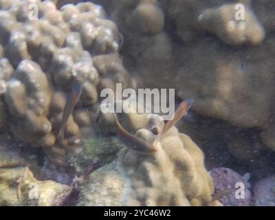 Sella Wrasse (Thalassoma duperrey) Actinopterygii Foto Stock