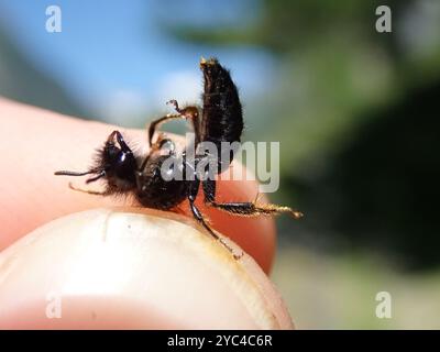 Large Shaggy Bee (Panurgus banksianus) Insecta Foto Stock