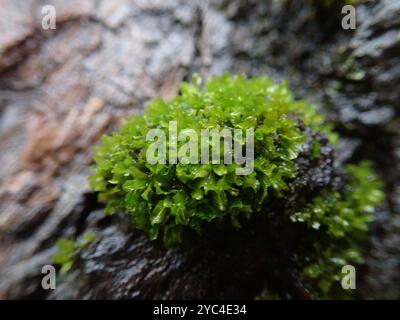 Piano del muschio a vite (Syntrichia latifolia) Foto Stock