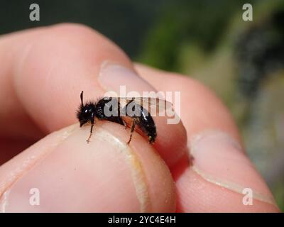 Large Shaggy Bee (Panurgus banksianus) Insecta Foto Stock