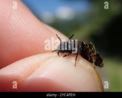 Large Shaggy Bee (Panurgus banksianus) Insecta Foto Stock