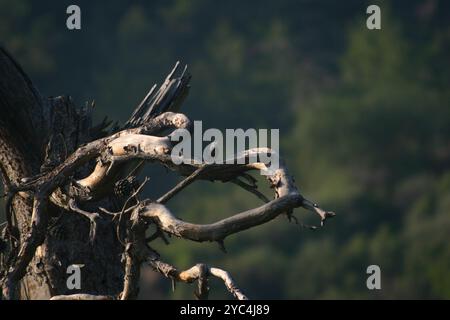 Nuthatch di Krüper (Sitta krueperi) Aves Foto Stock