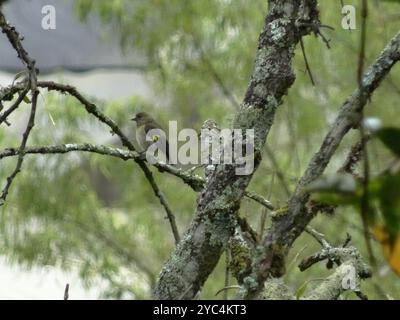 Aves Siskin (Spinus xanthogastrus) con panciotto giallo Foto Stock