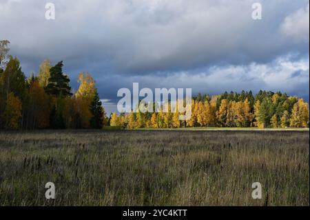 Questa foto cattura un paesaggio autunnale sotto un cielo spettacolare. Un campo di alte erbe essiccate si estende in primo piano, portando a una fitta fores Foto Stock