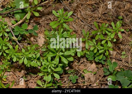 Cleavers autoseminati, l'aparine di Galium, che cresce selvaggia e si diffonde sulla lettiera. Ben concentrato con ganci sulle foglie e sui gambi chiaramente mostrati. Foto Stock