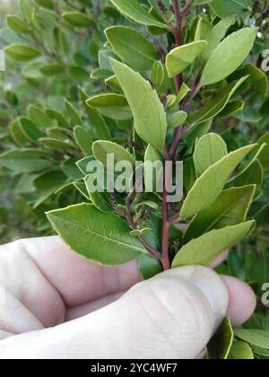Spina dorsale mediterranea (Rhamnus alaternus) Plantae Foto Stock