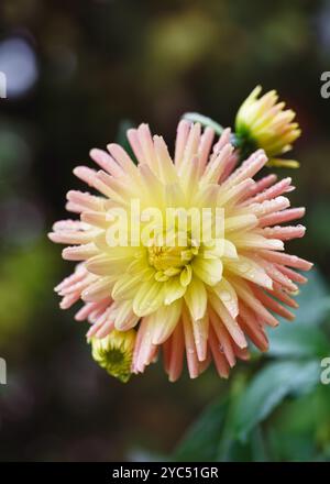 Elegante cactus giallo arancio dahlia 'Cabana Banana' fiore con gocce di pioggia nell'illuminazione mattutina nel giardino del cottage autunnale. Concetto di giardinaggio. Foto Stock