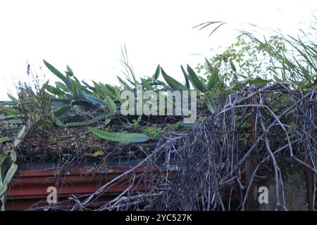 Frutto di drago a carne rossa (Selenicereus costaricensis) Plantae Foto Stock