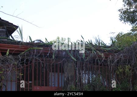 Frutto di drago a carne rossa (Selenicereus costaricensis) Plantae Foto Stock