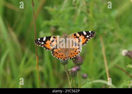 Painted Lady Butterfly - Vanessa cardui Foto Stock