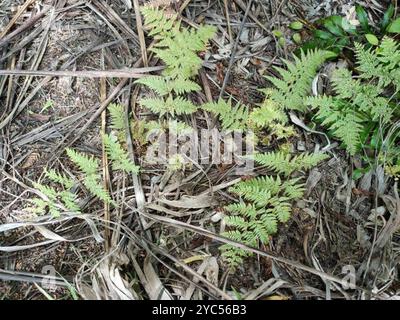 Felce dura (Paesia scaberula) Plantae Foto Stock
