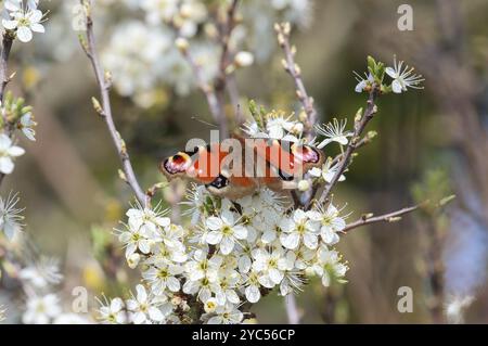 Farfalla Pavone - Aglais io Foto Stock