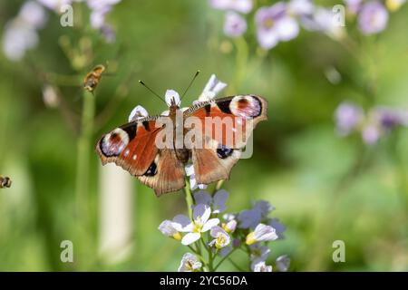 Peacock Butterfly femmina - Aglais io Foto Stock