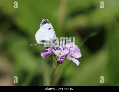 Farfalla con punta arancione, nettare femmina sul fiore del cuculo - cardamine Anthocharis Foto Stock