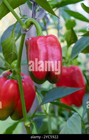 La paprika o peperone (noto anche come pepe dolce, pepe, capsicum) è il frutto di piante del gruppo Grossum della specie Capsicum annuum Foto Stock
