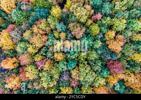 Boschi colorati con baldacchini gialli e arancioni nella foresta autunnale. Paesaggio di natura selvaggia in autunno. Foto Stock