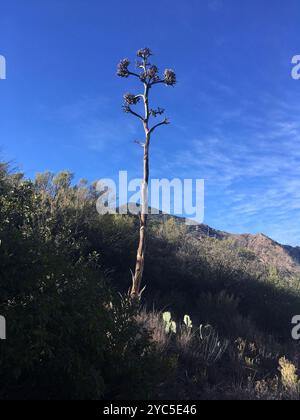 Havard's Century Plant (Agave havardiana) Plantae Foto Stock